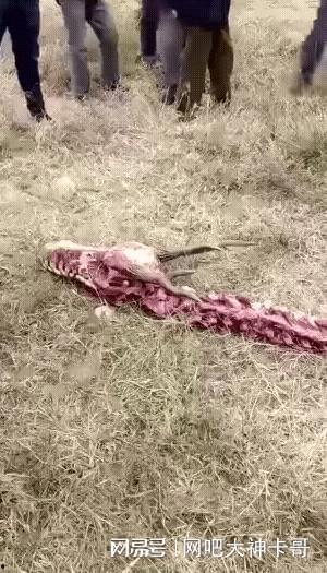 达州野猪爆料事件始末视频,真相与争议的交织